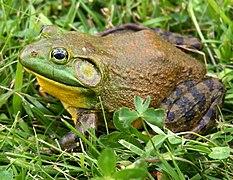 Sapo verde em cima de gramado

Descrição gerada automaticamente