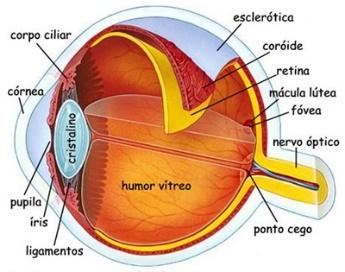 Resultado de imagem para olho humano anatomia