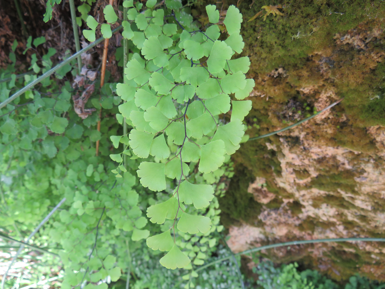 Planta com folhas verdes

Descrição gerada automaticamente