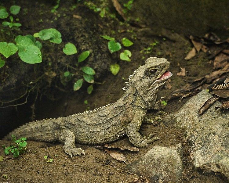 Lagarto em cima de rocha

Descrição gerada automaticamente