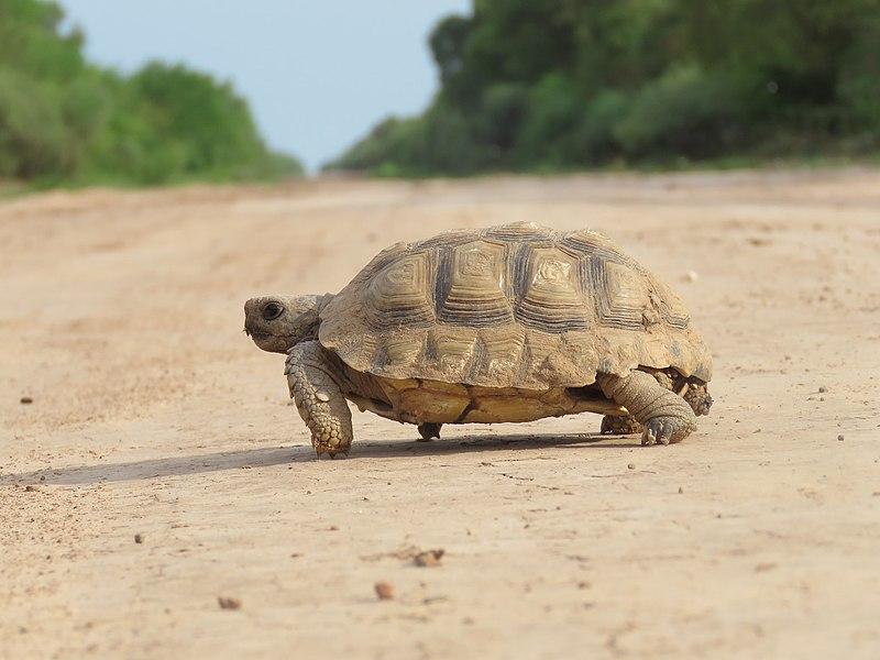 Tartaruga em chão de terra

Descrição gerada automaticamente