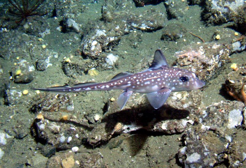 Peixe em cima de rocha

Descrição gerada automaticamente com confiança média