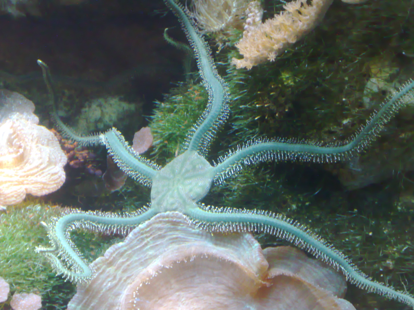 Animal marinho com tentáculos

Descrição gerada automaticamente com confiança média