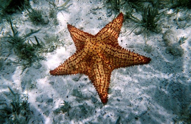 Estrela-do-mar no fundo

Descrição gerada automaticamente com confiança baixa