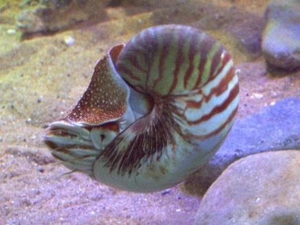 Uma imagem contendo animal, molusco, ao ar livre, invertebrado

Descrição gerada automaticamente
