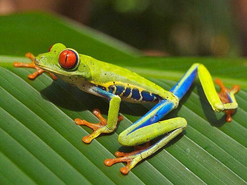 Sapo verde em cima

Descrição gerada automaticamente