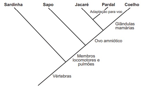 Animais Extintos - Biologia Enem