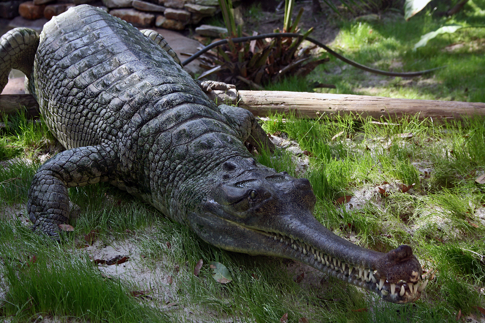 Crocodilo com a boca aberta

Descrição gerada automaticamente