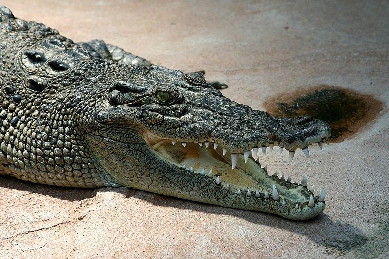 Crocodilo com a boca aberta

Descrição gerada automaticamente