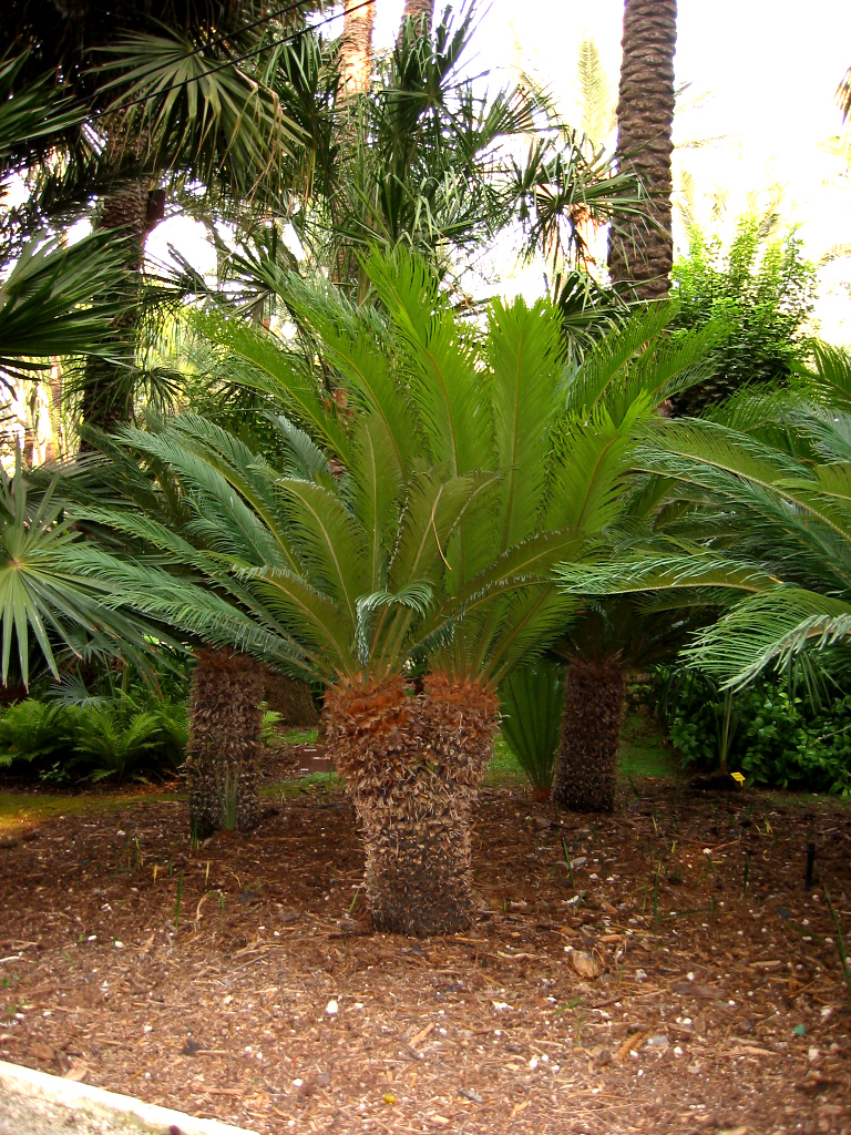 Planta e árvore na floresta

Descrição gerada automaticamente