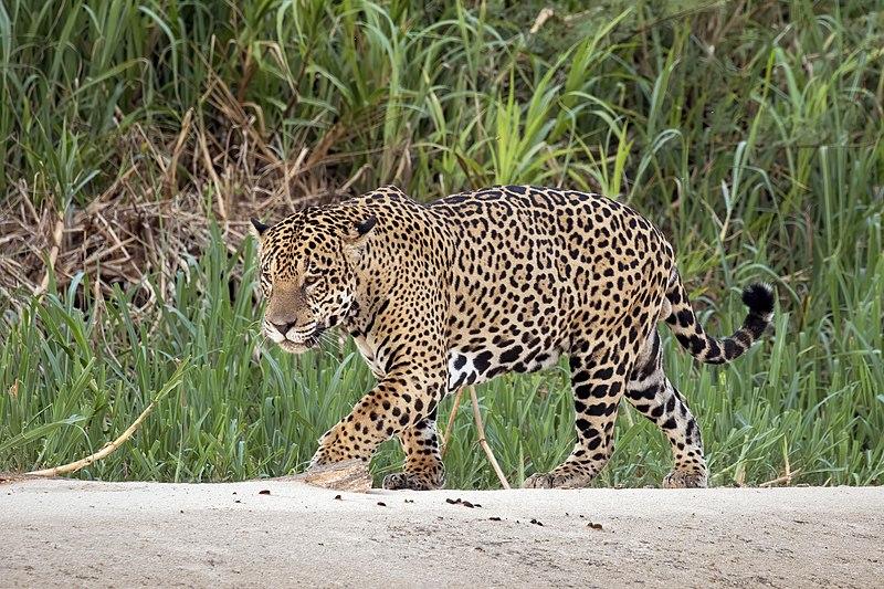 Leopardo deitado na grama

Descrição gerada automaticamente