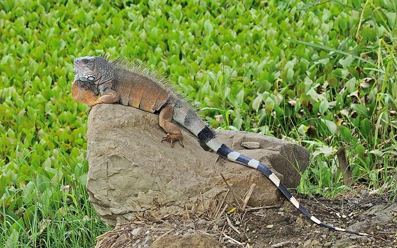 Animal réptil em cima de grama

Descrição gerada automaticamente com confiança média