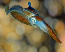 Peixe com a boca aberta

Descrição gerada automaticamente com confiança média