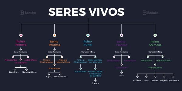 Resultado de imagem para resumo de representantes de cada táxon