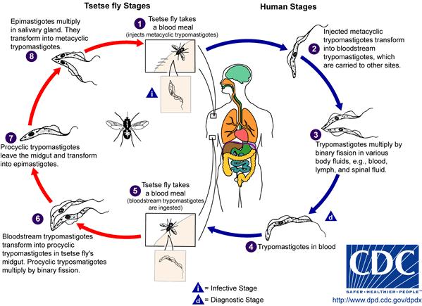 ciclo de vetor mosquito